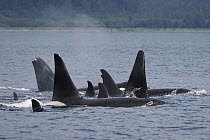 Orca (Orcinus orca) pod surfacing, Prince William Sound, Alaska