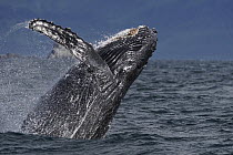 Humpback Whale (Megaptera novaeangliae) breaching, Prince William Sound, Alaska