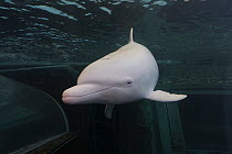 Bottlenose Dolphin (Tursiops truncatus) albino, Japan