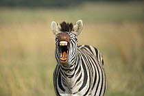 Burchell's Zebra (Equus burchellii) braying, Rietvlei Nature Reserve, South Africa