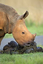 White Rhinoceros (Ceratotherium simum) calf eating its own dung, Rietvlei Nature Reserve, South Africa