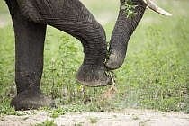 African Elephant (Loxodonta africana) using foot and trunk to lift plant for feeding, Chobe National Park, Botswana