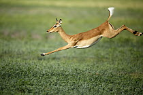 Impala (Aepyceros melampus) female jumping, Chobe National Park, Botswana