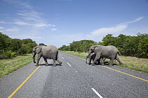 African Elephant (Loxodonta africana) group crossing road, Chobe National Park, Botswana