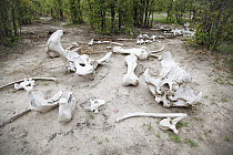 African Elephant (Loxodonta africana) bones, animal died of natural causes, Chobe National Park, Botswana