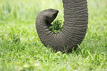 African Elephant (Loxodonta africana) using trunk to pull up plants, Chobe National Park, Botswana