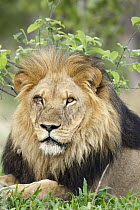 African Lion (Panthera leo) male, Chobe National Park, Botswana