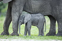 African Elephant (Loxodonta africana) mother and calf, Chobe National Park, Botswana