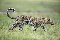 Leopard (Panthera pardus) female, Chobe National Park, Botswana