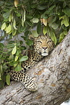 Leopard (Panthera pardus) female in tree, Chobe National Park, Botswana