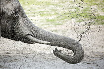 African Elephant (Loxodonta africana) mud bathing, Chobe National Park, Botswana