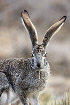 Scrub Hare (Lepus saxatilis), Tankwa Karoo National Park, South Africa