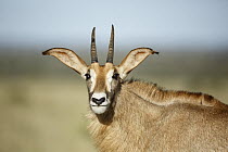 Roan Antelope (Hippotragus equinus) female, Mokala National Park, South Africa