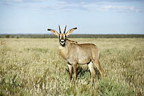 Roan Antelope (Hippotragus equinus) female in grassland, Mokala National Park, South Africa