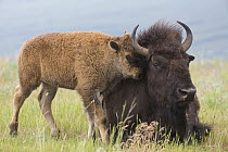 American Bison (Bison bison) calf nuzzling mother, western Montana