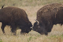 American Bison (Bison bison) juvenile bulls sparring, western Montana