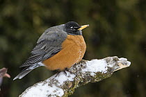 American Robin (Turdus migratorius) in winter with fluffed feathers, western Montana