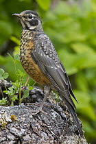 American Robin (Turdus migratorius) juvenile, western Montana