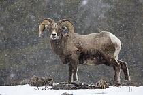 Bighorn Sheep (Ovis canadensis) ram in snowfall, Yellowstone National Park, Wyoming