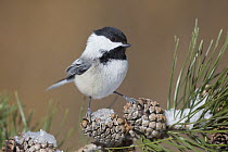 Black-capped Chickadee (Poecile atricapillus) in winter on pine cones, western Montana