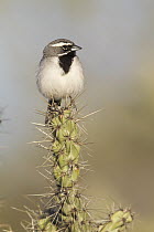 Black-throated Sparrow (Amphispiza bilineata) perching on cactus, Arizona