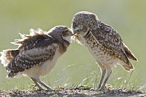 Burrowing Owl (Athene cunicularia) owlet greeting parent, Montana