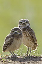 Burrowing Owl (Athene cunicularia) parent and owlet at burrow, Montana