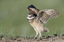 Burrowing Owl (Athene cunicularia) owlet flapping wings, central Montana