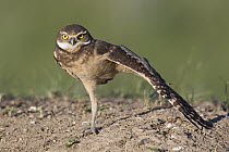 Burrowing Owl (Athene cunicularia) owlet stretching, central Montana