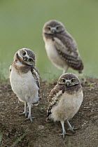 Burrowing Owl (Athene cunicularia) owlets at burrow, Montana