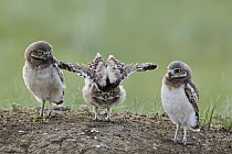 Burrowing Owl (Athene cunicularia) owlets at burrow with one stretching, Montana