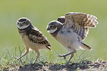 Burrowing Owl (Athene cunicularia) owlets walking, Montana