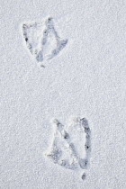 Canada Goose (Branta canadensis) tracks in snow, North America