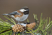 Chestnut-backed Chickadee (Poecile rufescens) on pine cones, North America