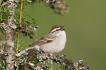 Chipping Sparrow (Spizella passerina) calling, North America