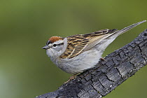 Chipping Sparrow (Spizella passerina), North America