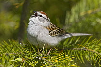 Chipping Sparrow (Spizella passerina) calling, North America