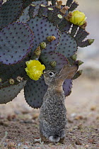 Desert Cottontail (Sylvilagus audubonii) feeding on cactus flower, North America