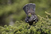 Blue Grouse (Dendragapus obscurus) male feeding on conifer needles, North America