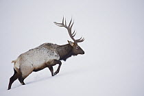 Rocky Mountain Elk (Cervus canadensis nelsoni) bull walking through snow, North America
