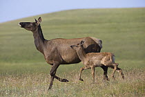Rocky Mountain Elk (Cervus canadensis nelsoni) mother and calf running, North America