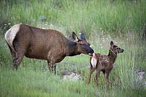 Rocky Mountain Elk (Cervus canadensis nelsoni) mother grooming calf, North America
