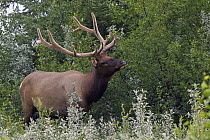 Rocky Mountain Elk (Cervus canadensis nelsoni) bull browsing, North America