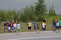 Rocky Mountain Elk (Cervus canadensis nelsoni) bull with tourists, North America