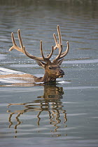 Rocky Mountain Elk (Cervus canadensis nelsoni) bull swimming, North America