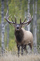 Rocky Mountain Elk (Cervus canadensis nelsoni) bull bugling, North America