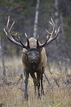 Rocky Mountain Elk (Cervus canadensis nelsoni) bull charging, North America