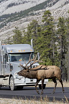 Rocky Mountain Elk (Cervus canadensis nelsoni) bull crossing road near truck, North America
