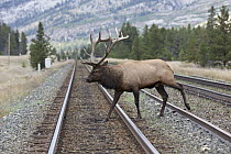 Rocky Mountain Elk (Cervus canadensis nelsoni) bull crossing train tracks, North America