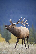 Rocky Mountain Elk (Cervus canadensis nelsoni) bull bugling, North America